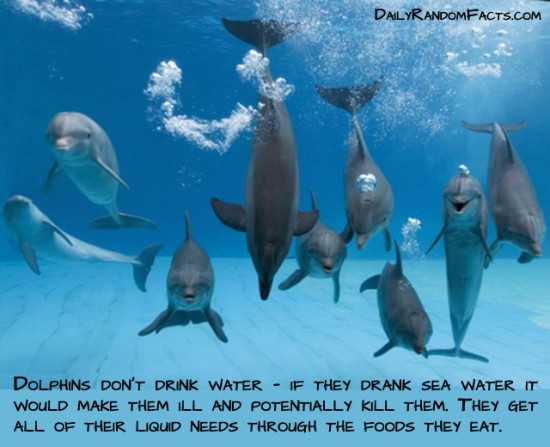 animal facts, facts about animals, interesting animal facts, dolphins fact