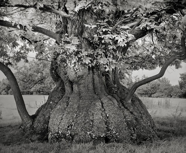 beth moon oldest living trees-6