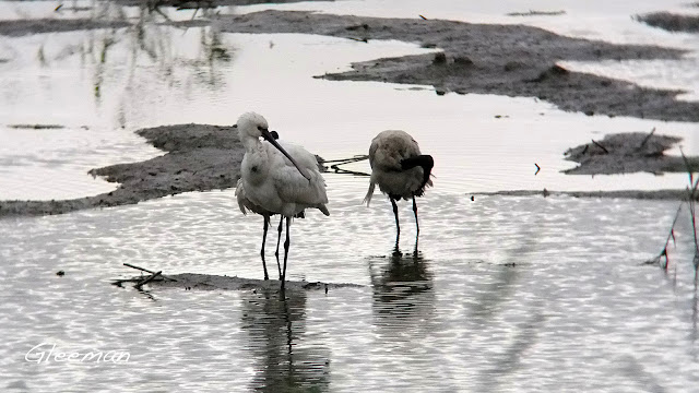 關渡白琵鷺。關渡自然公園西南賞鳥廣場。