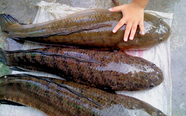 Bisnis Budidaya Ikan