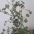 Tulsi -12 medicinal values, ways to use and when to avoid.