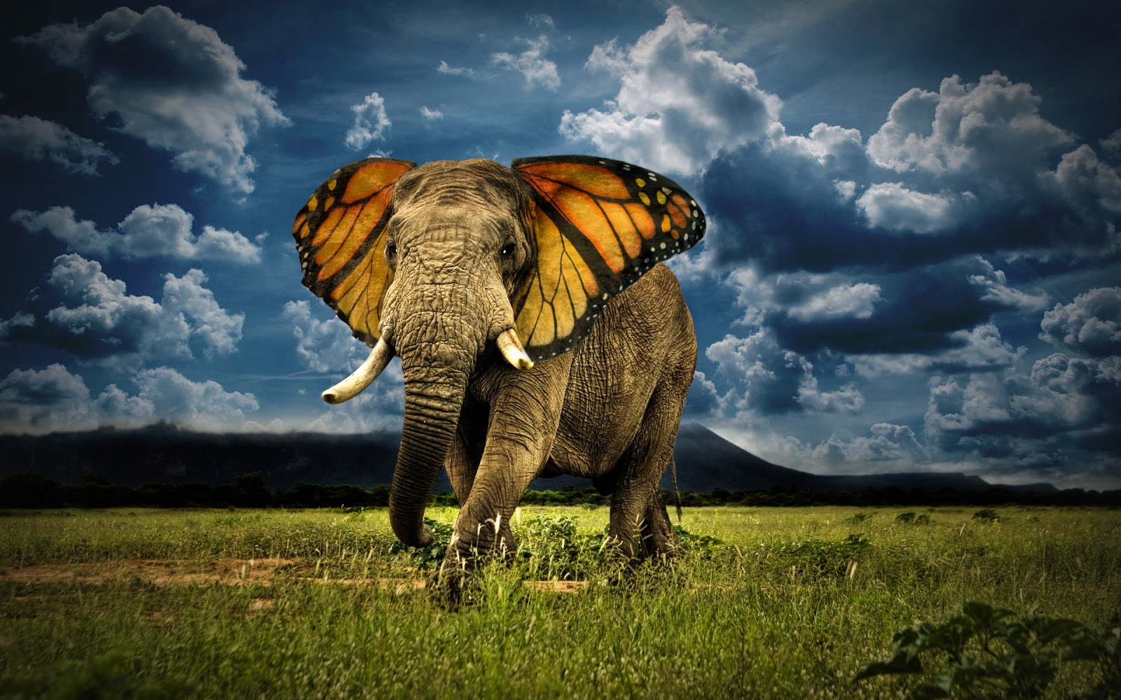Creative Photo Manipulation Elephant with Butterfly Photo