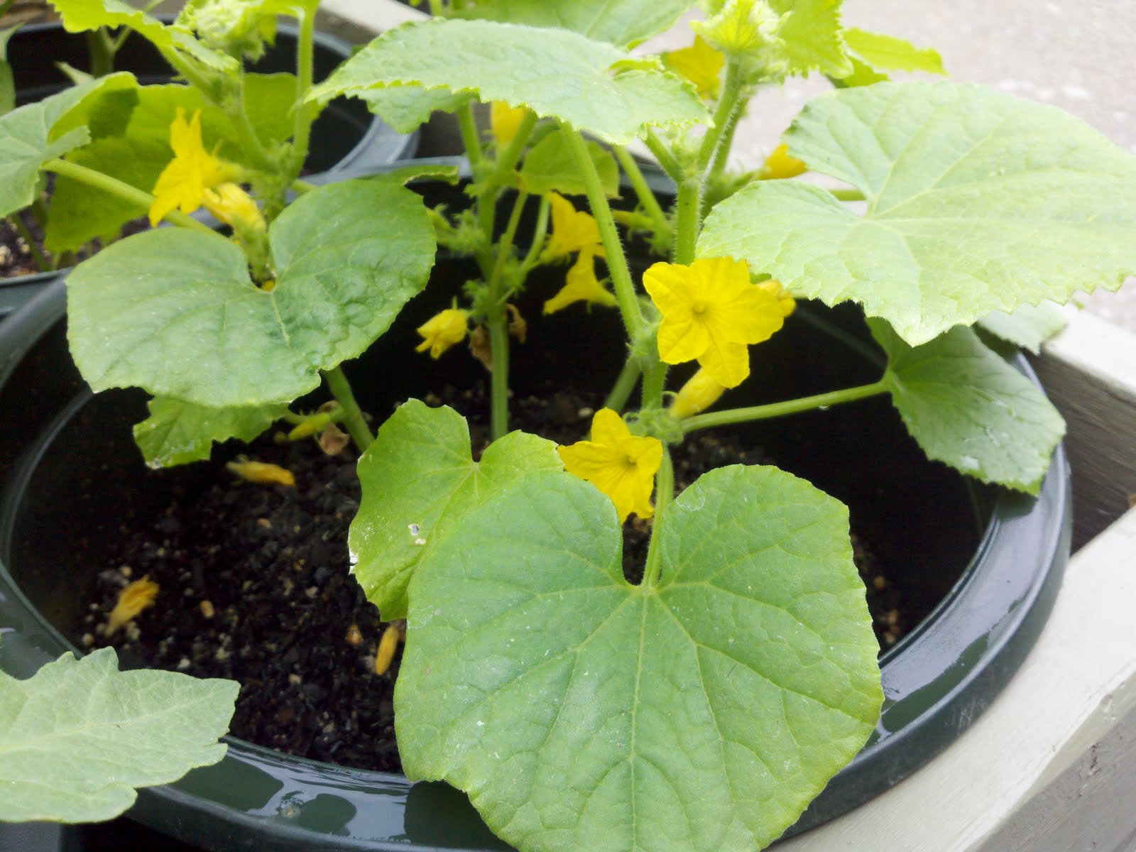 Urban Farmer: Cucumber, Sumter (05/10/2011 - Present)