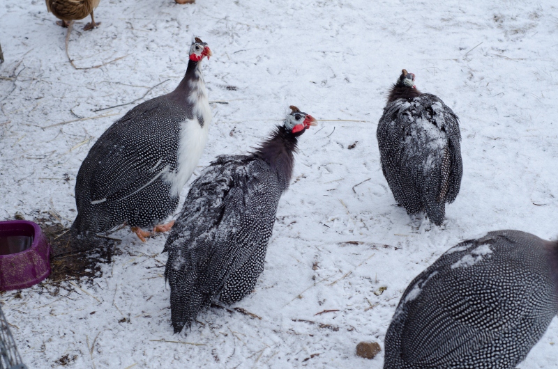 Raising Guinea Fowl Feathers in the woods
