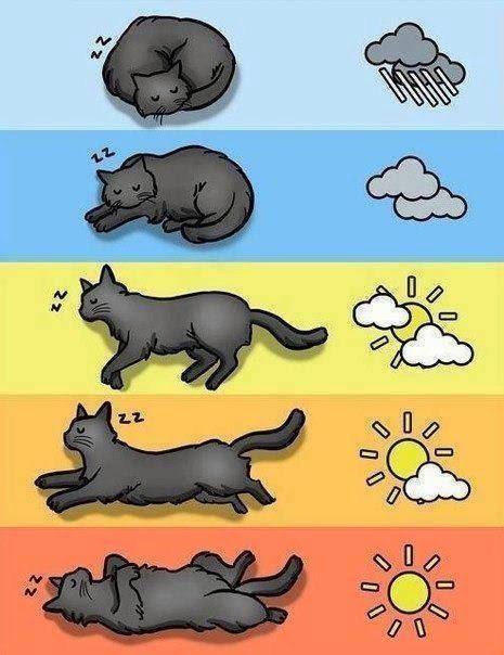 Meteorologia segundo o seu gato.