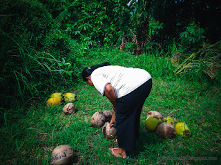 A Woman Counts Coconut Fruits Harvest In The Field