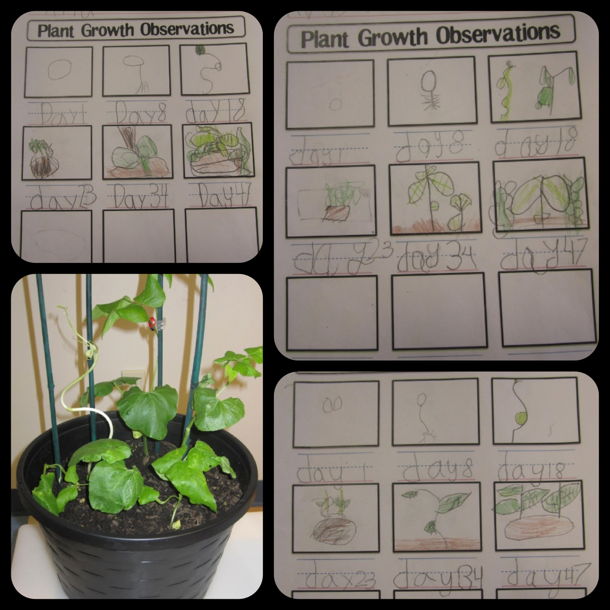 dot.dot.dot. ellipsis required: Worksheet Wednesday: Plant Growth