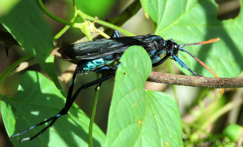 Insetologia - Identificação de insetos: Marimbondo Cavalo e Aranha de Grama  no Rio Grande do Sul