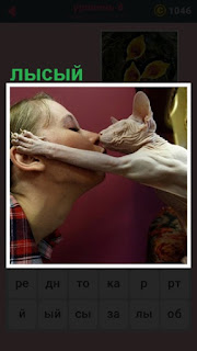  хозяйка в поцелуе со своей лысой кошкой