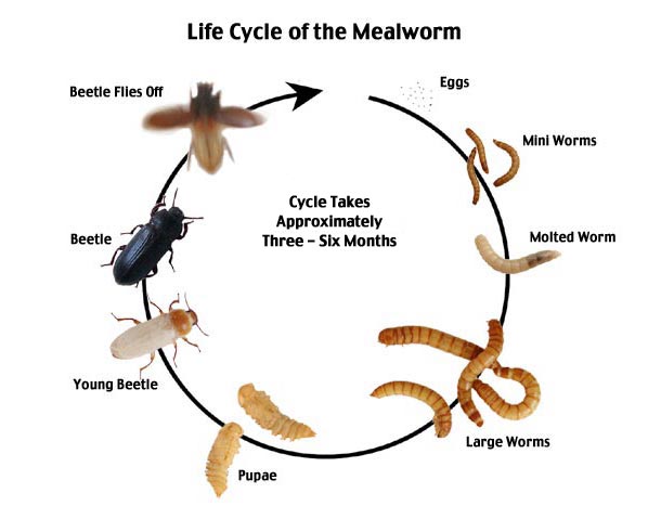 The Art & Science of ME: Darkling Beetle Life Cycle