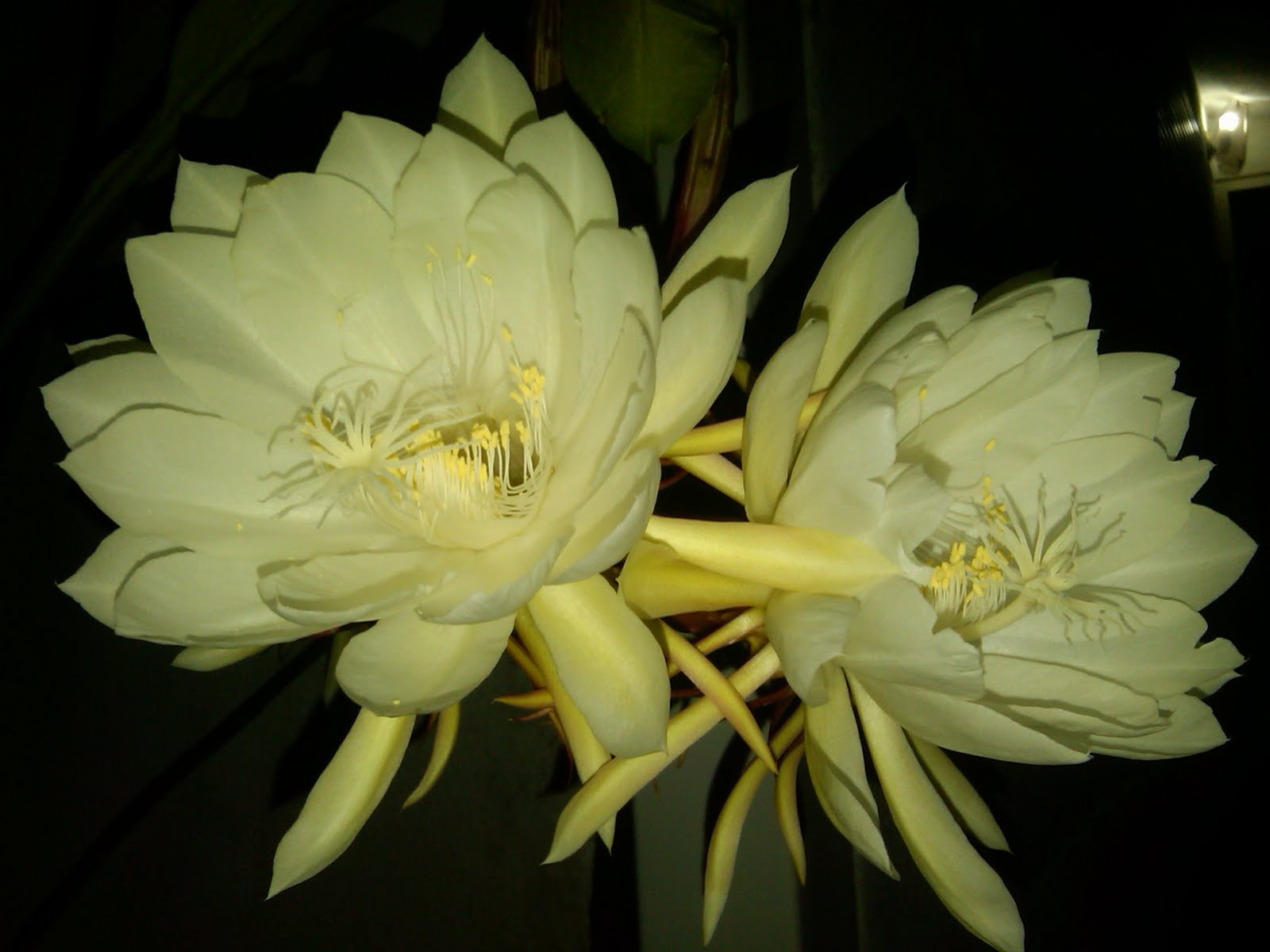 Los Peroles de Andrea La Dama de Noche