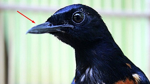 Gambar Paruh Murai Batu Yang Bagus / √ Jenis Burung Murai Batu Yang