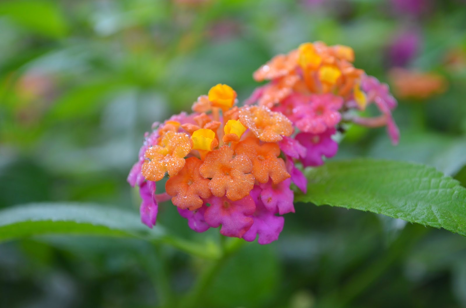 AMAZING FLOWER PHOTOS