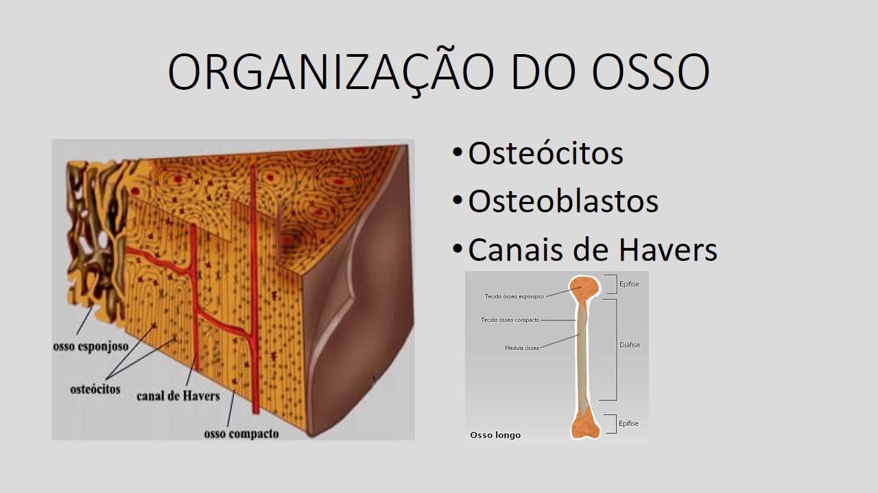 O Que é Proeminência óssea - RETOEDU