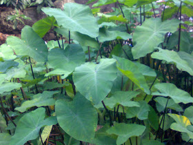 MUSUH ALAMI-PREDATOR: GAMBAR DAN NAMA LATIN SAYUR SAYURAN BESERTA