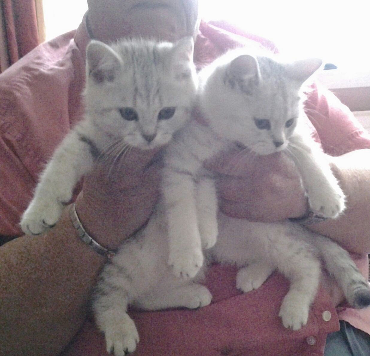Kuwait Cats and Kittens For Sale Email Us at (fatialima01@gmail.com)