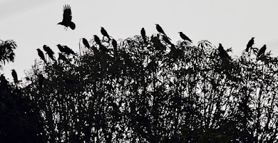 "A congregation of a “murder of crows” apot a tree in Mount Abu."
