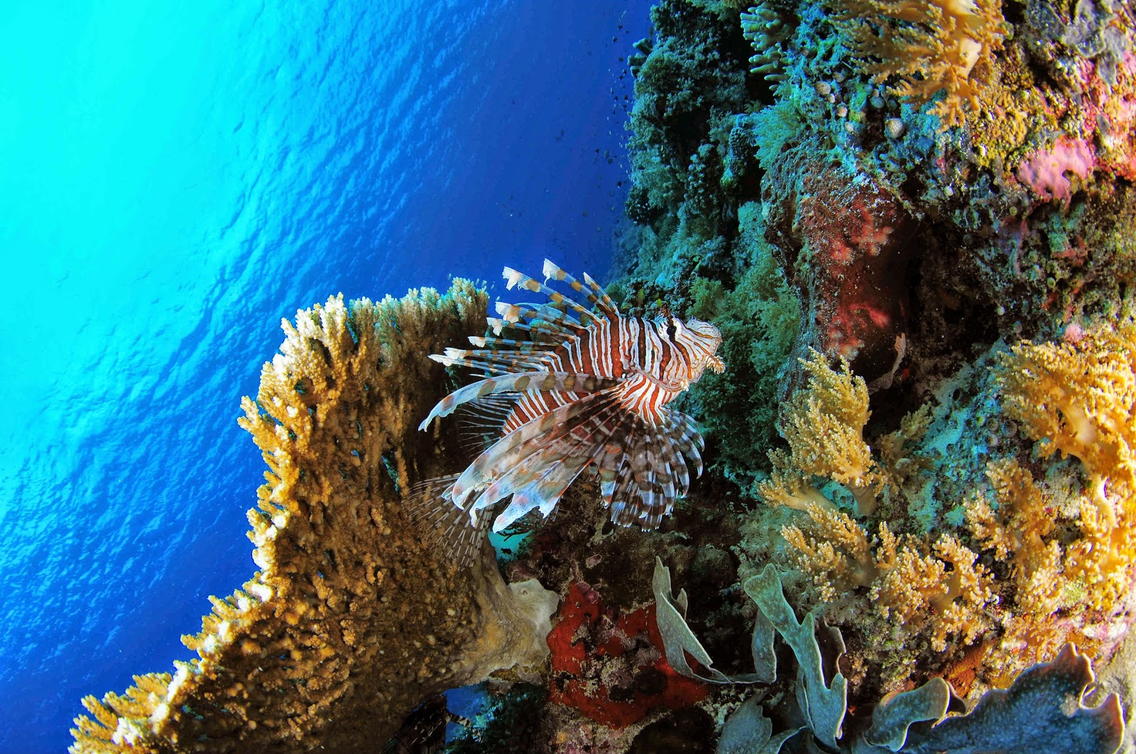 Coral Reef - HD Wallpapers | Earth Blog