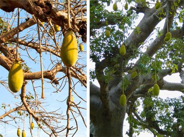Fruto do Baobá, conhecido como Mukua ou Mulambe