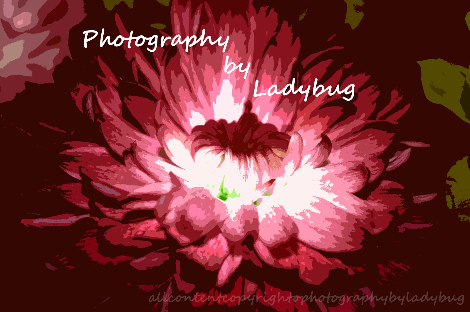 Photography by Ladybug