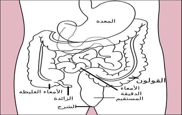 digestive-system-definition-تعريف-الجهاز-الهضمي