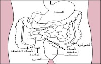 ما هو الجهاز الهضمي - (تعريف - وظائف - مكونات)