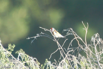 Cadernera (Carduelis carduelis) 