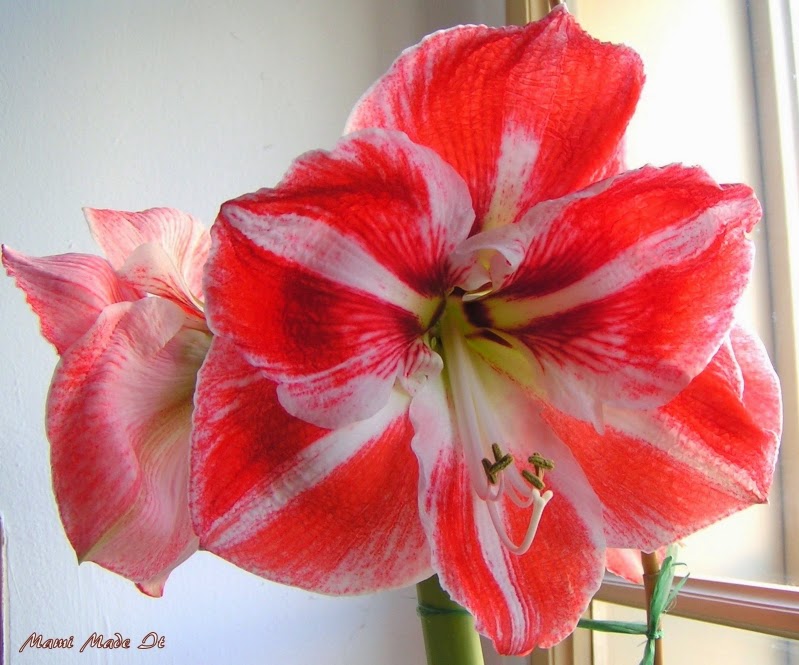 Amaryllis - Hippeastrum - Ritterstern