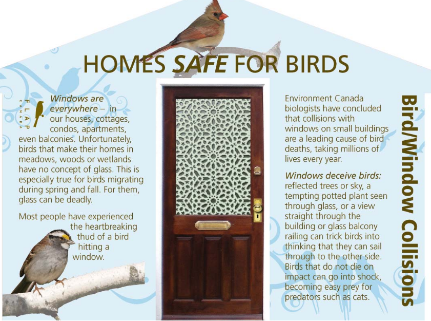 The Future of Birds making your home safe for birds