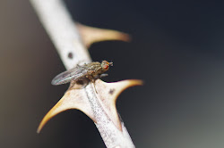 bugs fly hopping backyard