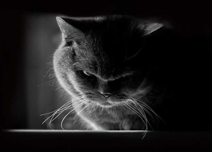 Oldukça Öfkeli ve Kızgın 20 Tane Kedi Yeşil Parmak