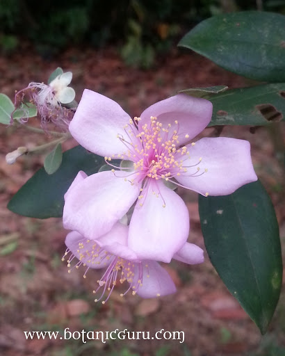 Rhodomyrtus tomentosa, Rose Myrtle flower