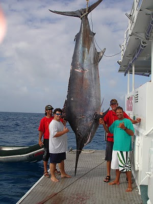 marlin caught big dreamin record giant biggest largest fish fishing huge australia boat fishes lb ever gigante pesce monster trophy