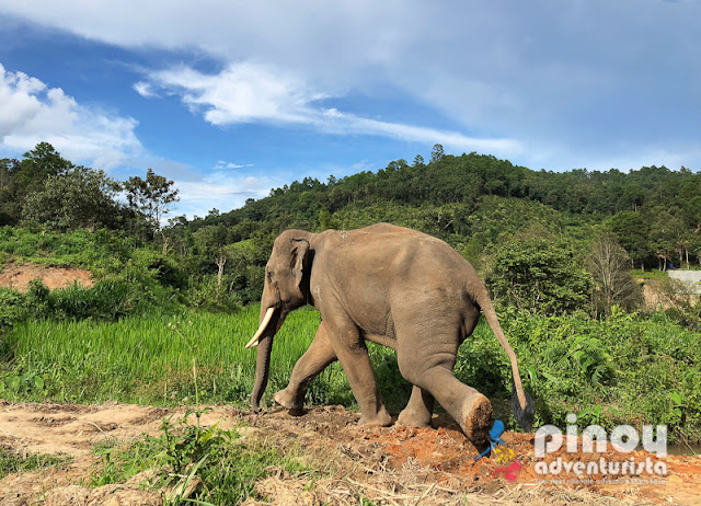 Elephant Nature Park in Chiang Mai Thailand