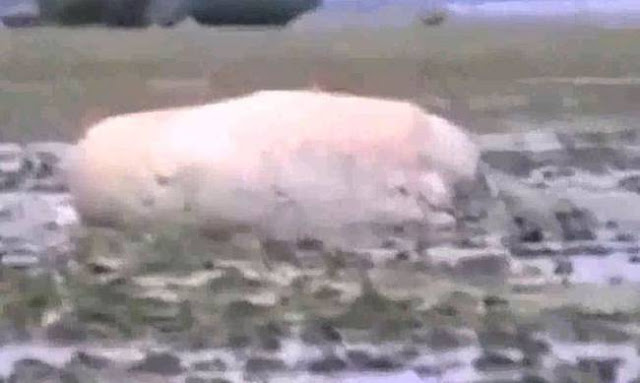 Σάλος με το μυστηριώδες πλάσμα που ξέβρασε το τσουνάμι στην Ιαπωνία  