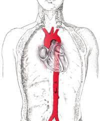 arteria aorta