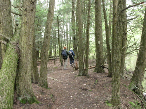 hikers under tall pines