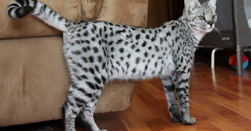Important Facts about Savannah Cat You Must Know Important Facts about Savannah Cat You Must Know