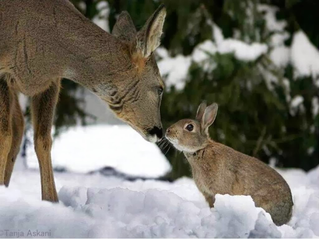 Deer_and_Rabbit_Wallpaper_fi0vk_zps48b3a39b.jpg