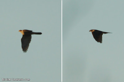 Esparver (Accipiter nisus)