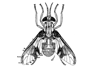 entomologia-veterinaria-pdf