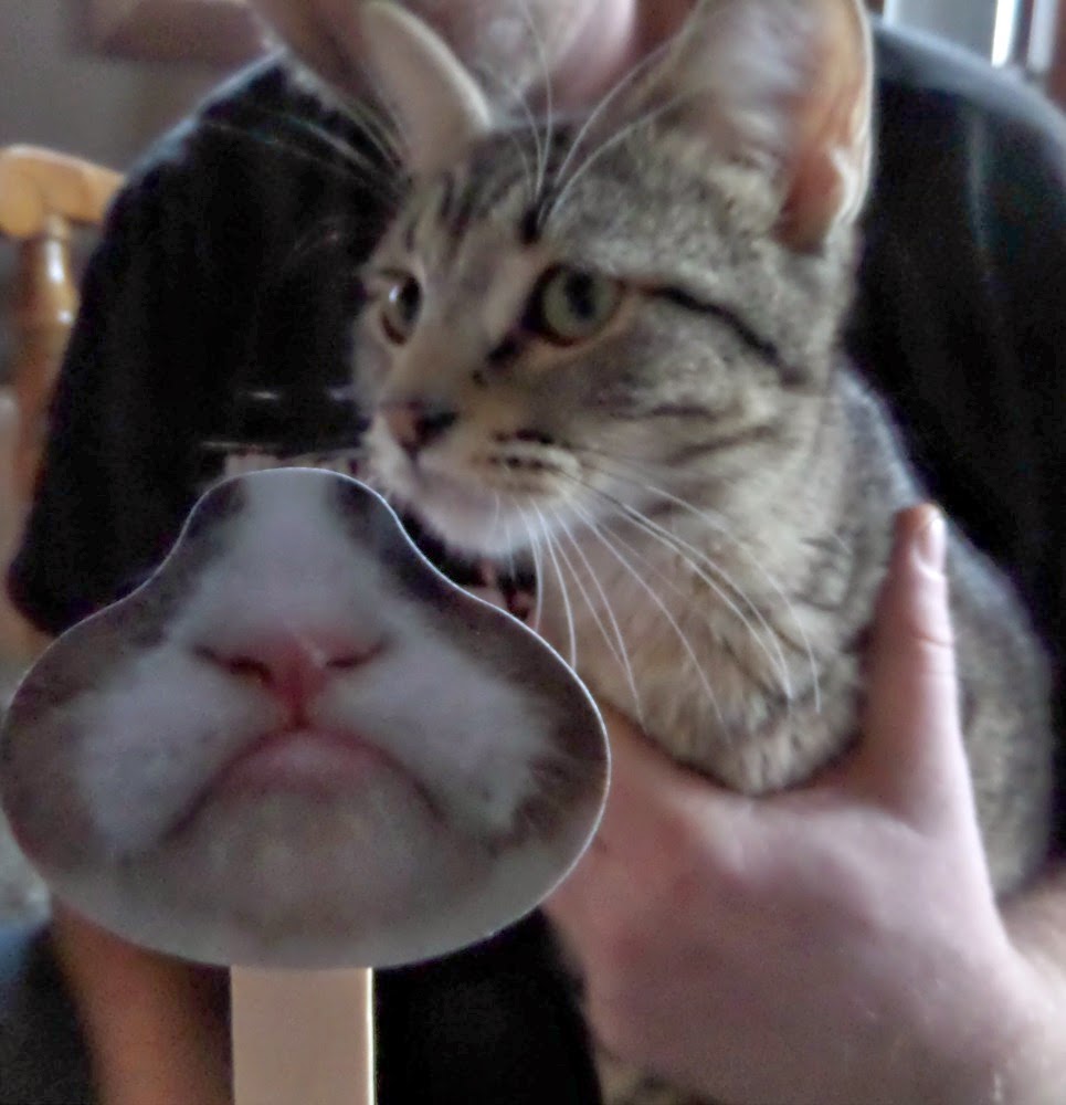 Party With Friskies For Grumpy Cat S 2nd Birthday Outnumbered 3