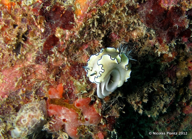 Nudibranches Underwater Similan