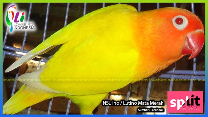 Lovebird Lutino Mata Merah Memahami Ciri Ciri Dan Cara Budidaya