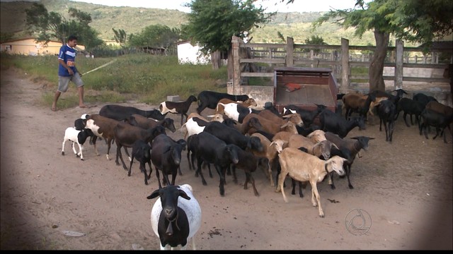 Projeto desenvolve ovinocultura de corte no Brejo da Paraíba