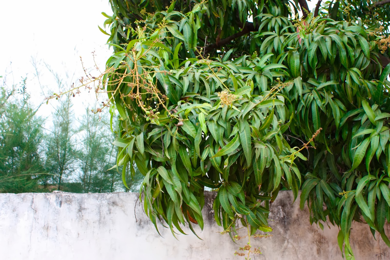 Koopman's Botanica Mangifera indica Mango