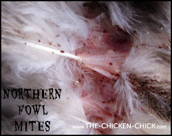 chicken mites identification rid chick