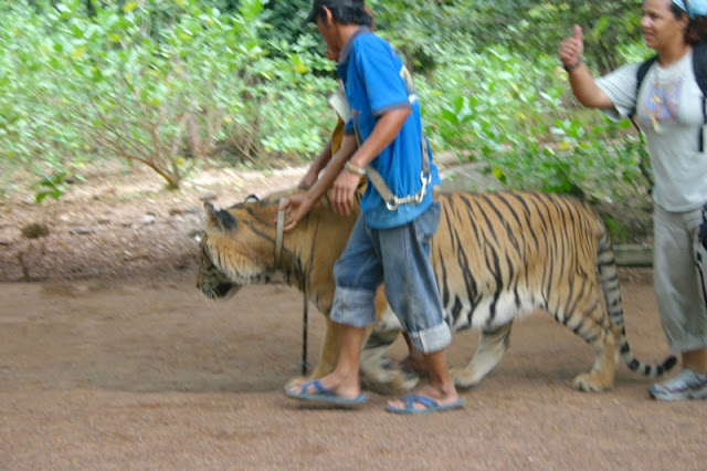 Tigers walk among us with only a leash.
