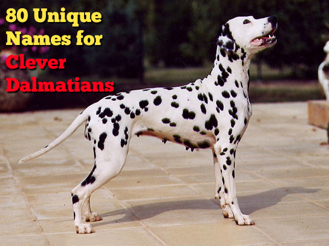 80 Unique Names For Clever Dalmatian Puppies The Modern Bark