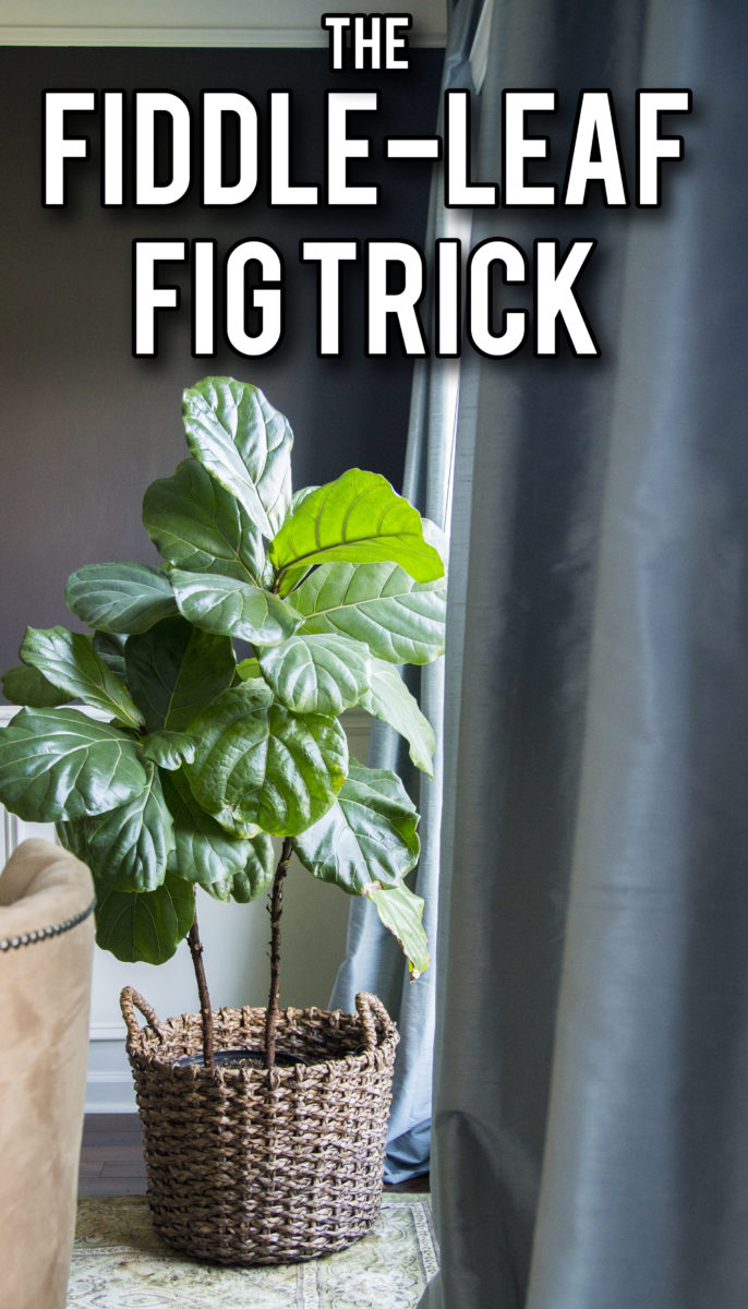 How to Grow Fig Tree at Home, A Growing Guide Everything About Garden